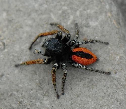Philaeus chrysops