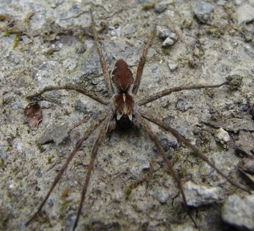 Pisaura mirabilis