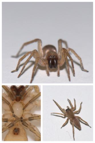 Réf. 45 495 : Clubiona terrestris