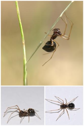 Cresmatoneta mutinensis