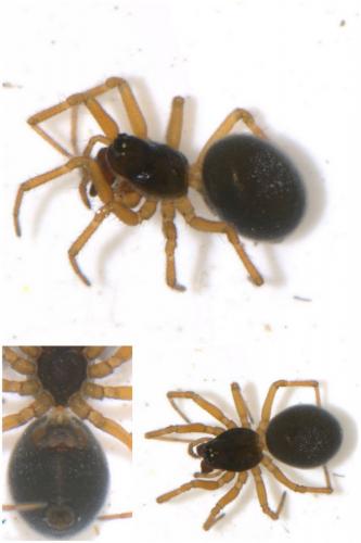 Réf. 45 542 : Erigone atra