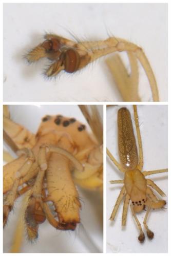 Tetragnatha montana