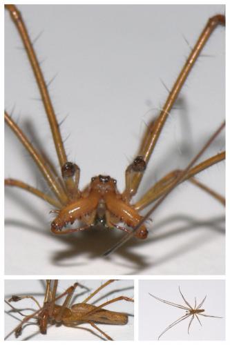 Réf. 45 844 : Tetragnatha montana