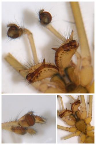Réf. 45 845 : Tetragnatha montana