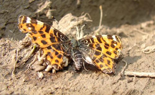 Araschnia levana