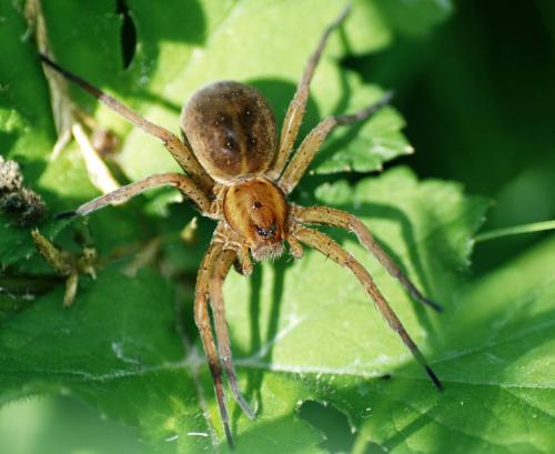 Dolomedes sp.