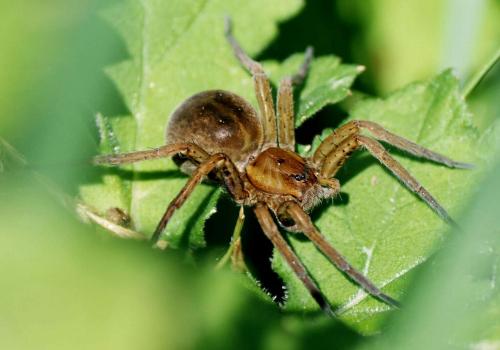 Dolomedes sp.