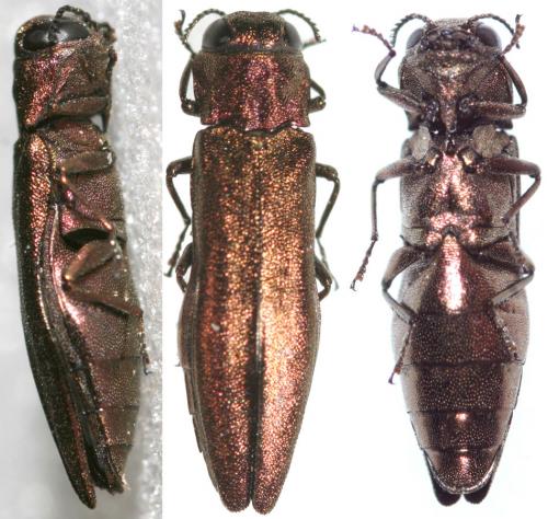 Agrilus ribesi