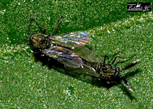 Atrichopogon sp.
