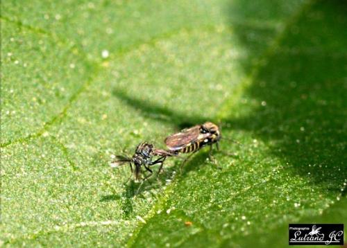 Atrichopogon sp.