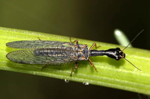 Phaeostigma notatum