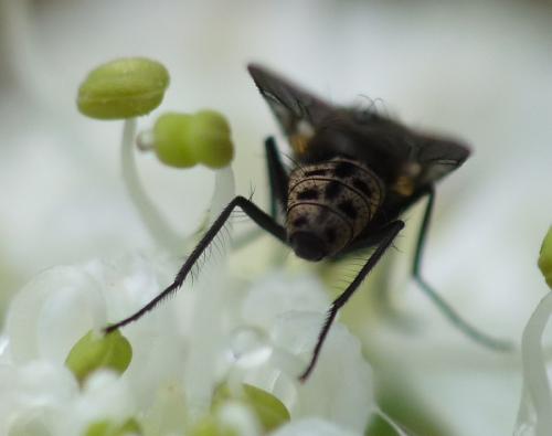Azelia zetterstedtii