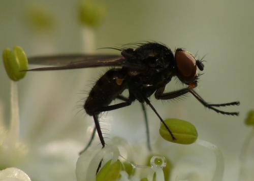 Azelia zetterstedtii