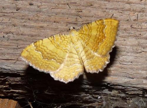 Réf. 45 505 : Camptogramma bilineata
