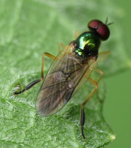 Beris morrisii