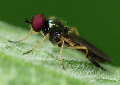 Beris morrisii