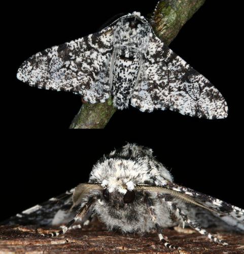 Réf. 45 319 : Biston betularia