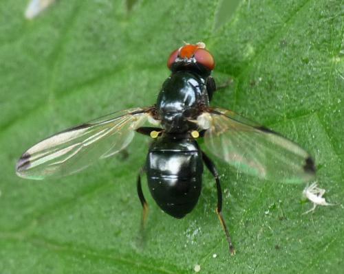Seioptera vibrans