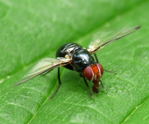 Seioptera vibrans