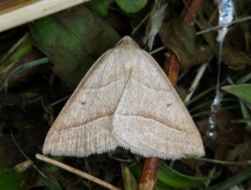 Réf. 45 897 : Petrophora chlorosata