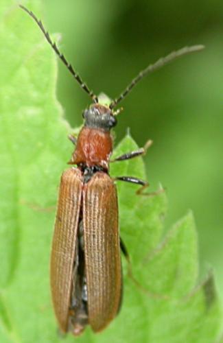 Réf. 45 051 : Denticollis linearis