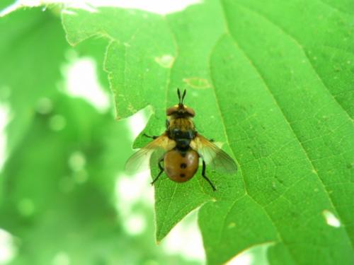 Gymnosoma sp.