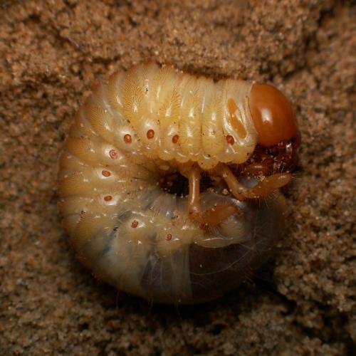 Anoxia villosa
