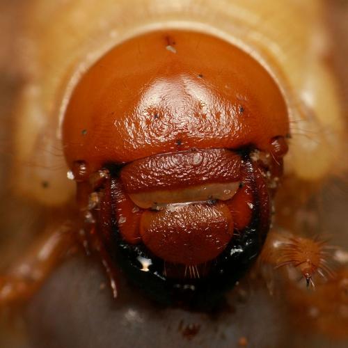 Anoxia villosa