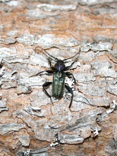 Réf. 45 477 : Callidium coriaceum