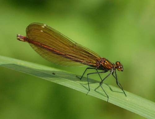 Réf. 45 417 : Calopteryx virgo