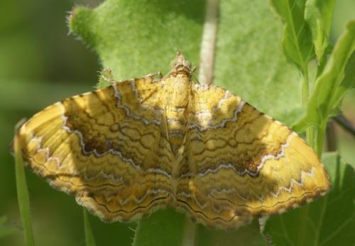 Camptogramma bilineata