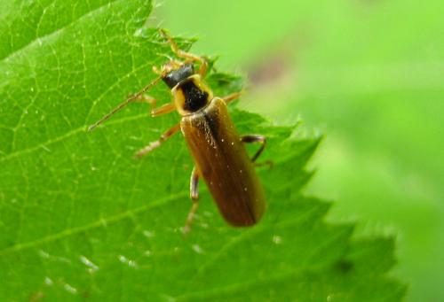 Cantharis sp.