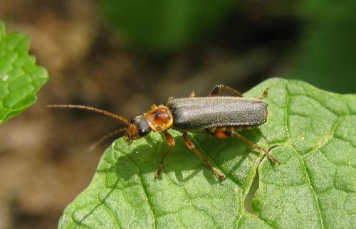 Cantharis nigricans