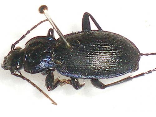 Carabus problematicus