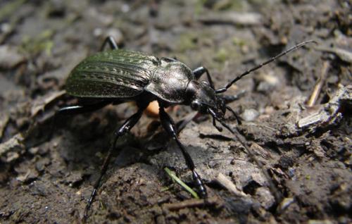 Carabus granulatus