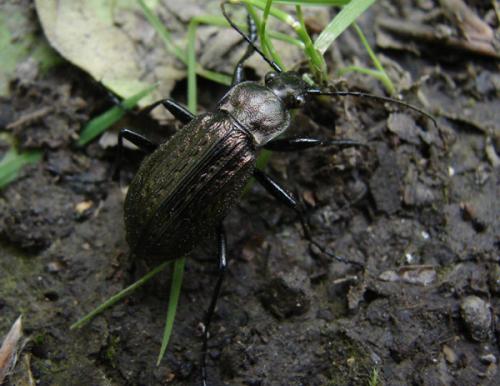 Carabus granulatus
