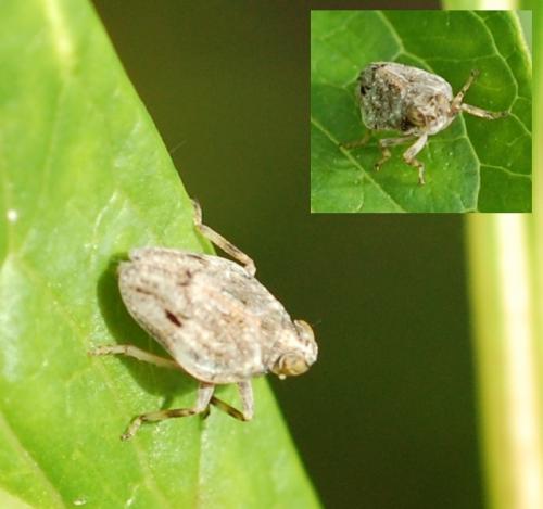 Issus coleoptratus