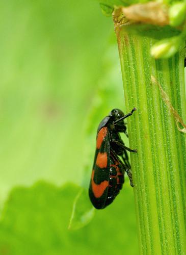 Cercopis vulnerata