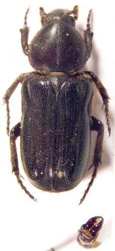 Réf. 45 398 : Coenochilus sp.