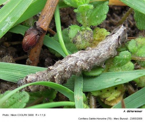 Réf. 45 911 : Allophyes oxyacanthae