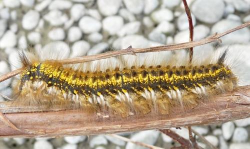 Euthrix potatoria