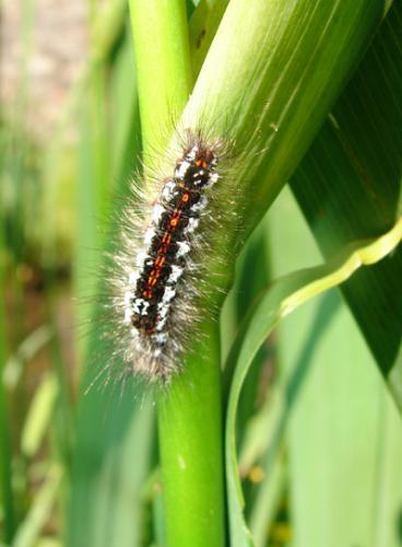 Euproctis similis