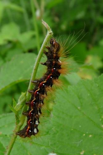 Acronicta rumicis
