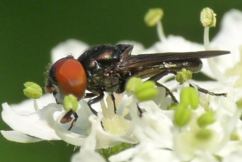 Réf. 45 612 : Chrysogaster solstitialis