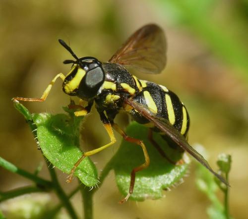 Réf. 45 085 : Chrysotoxum vernale