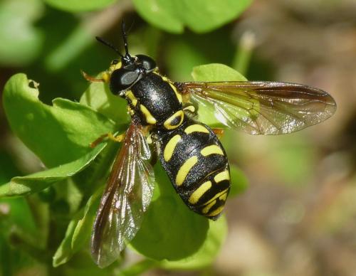 Réf. 45 086 : Chrysotoxum vernale
