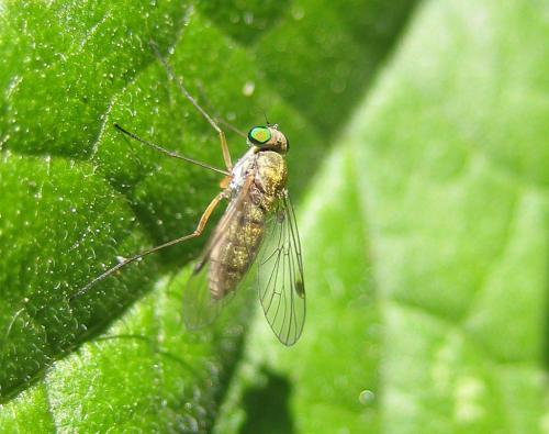 Réf. 45 769 : Chrysopilus asiliformis