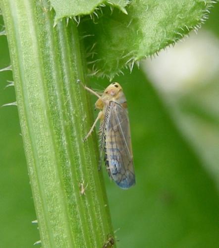 Réf. 45 274 : Anoplotettix fuscovenosus