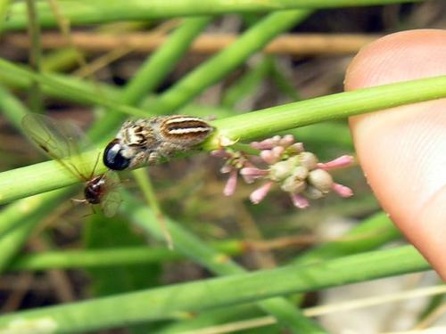 Philaeus chrysops