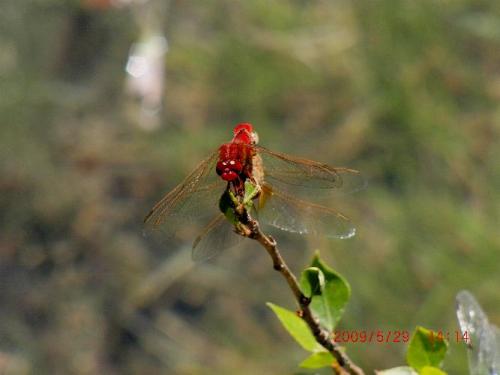 Crocothemis erythraea